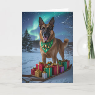 Belgisch Malinois Dog Weihnachtsgrußkarte Karte
