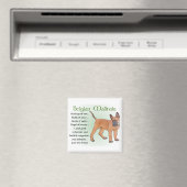 Belgisch Malinois Geschenke Magnet (In Situ (Geschirrspüler))