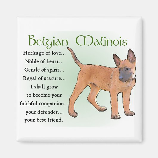 Belgisch Malinois Geschenke Magnet (Vorne)