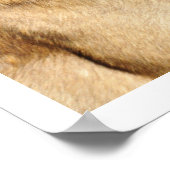 Belgisch Malinois Guard Dog Poster (Ecke)