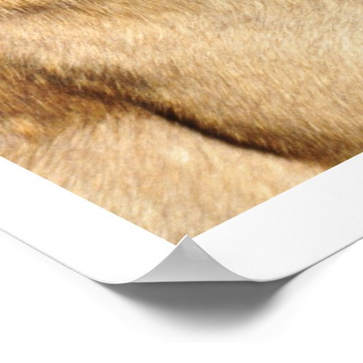 Belgisch Malinois Guard Dog Poster (Ecke)