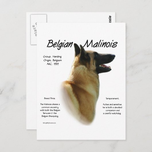Belgisch Malinois History; alles über Malinois Postkarte (Vorne/Hinten)