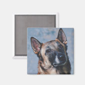 Belgisch Malinois Magnet (Vorderseite/Rückseite)