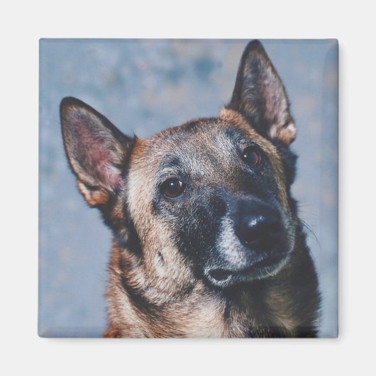 Belgisch Malinois Magnet (Vorne)