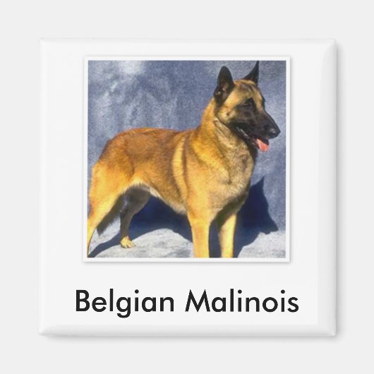 Belgisch Malinois Magnet (Vorne)