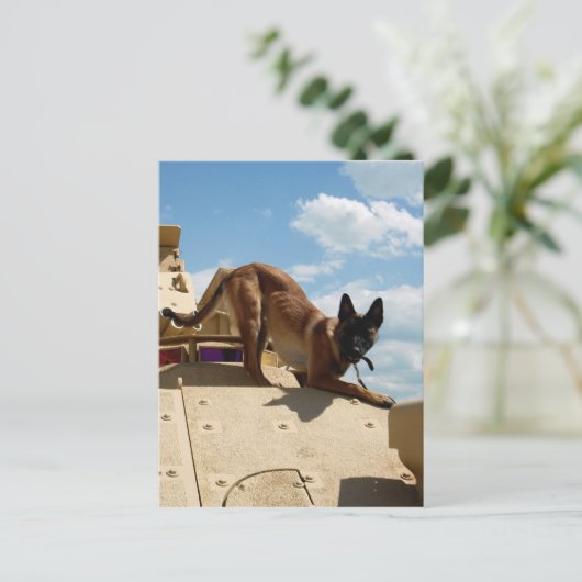 Belgisch Malinois Postkarte (Stehend Vorderseite)