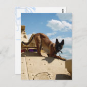 Belgisch Malinois Postkarte (Vorne/Hinten)