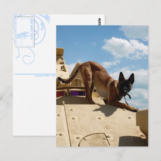 Belgisch Malinois Postkarte (Vorne/Hinten)