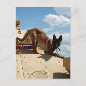 Belgisch Malinois Postkarte (Vorderseite)