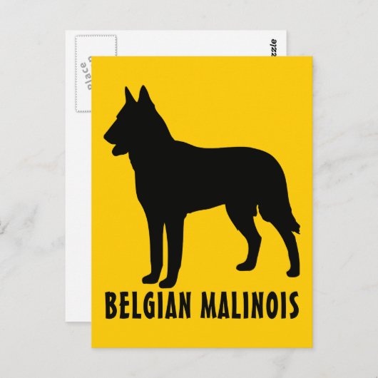 Belgisch Malinois Postkarte (Vorne/Hinten)