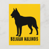 Belgisch Malinois Postkarte (Vorderseite)