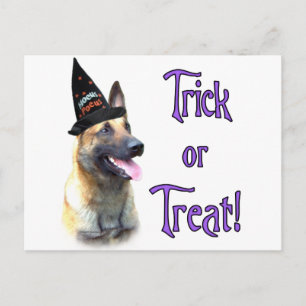 Belgisch Malinois Trick Postkarte