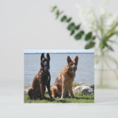 Belgisch Malinois und Deutscher Schäferhund Postkarte (Stehend Vorderseite)