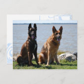 Belgisch Malinois und Deutscher Schäferhund Postkarte (Vorne/Hinten)