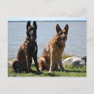 Belgisch Malinois und Deutscher Schäferhund Postkarte
