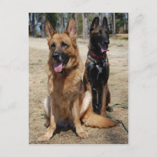Belgisch Malinois und Deutscher Schäferhund Postkarte
