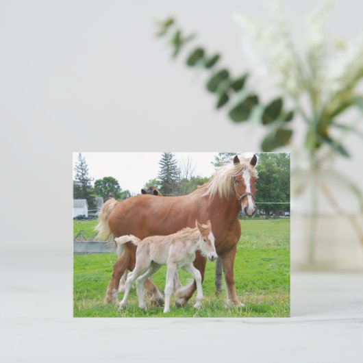 Belgisch Mare und Filly Postkarte (Stehend Vorderseite)