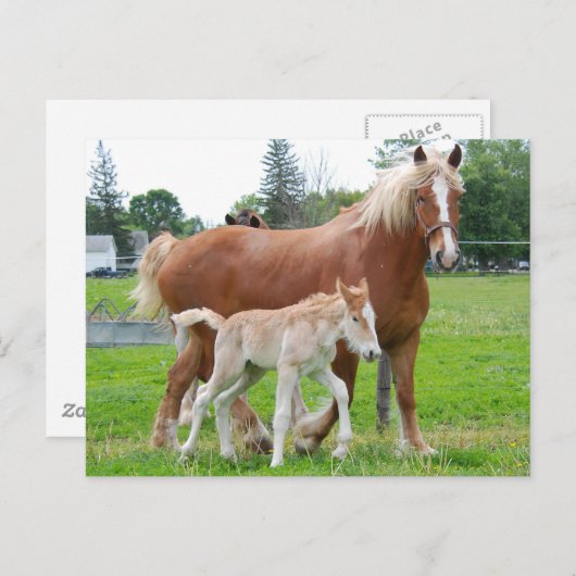 Belgisch Mare und Filly Postkarte (Vorne/Hinten)