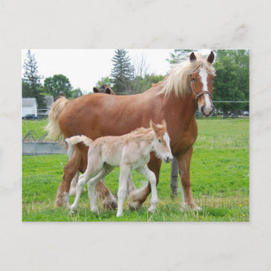 Belgisch Mare und Filly Postkarte