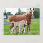 Belgisch Mare und Filly Postkarte (Vorderseite)