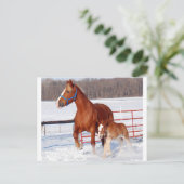 Belgisch Mare und Filly Postkarte (Stehend Vorderseite)