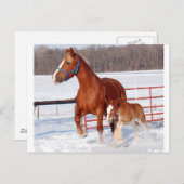 Belgisch Mare und Filly Postkarte (Vorne/Hinten)