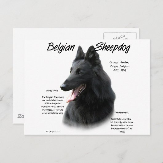 Belgische Geschichte der Schafhunde Postkarte (Vorne/Hinten)