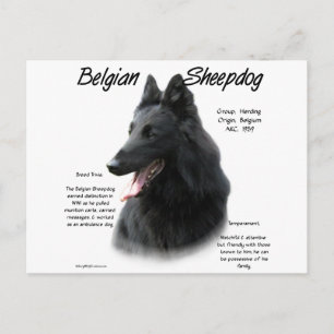 Belgische Geschichte der Schafhunde Postkarte