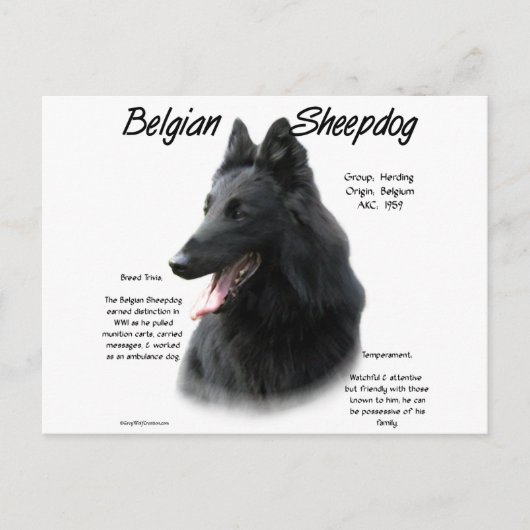 Belgische Geschichte der Schafhunde Postkarte (Vorderseite)