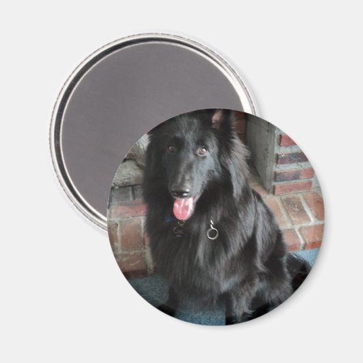 Belgische Hirte alias "The Black Wolf" Magnet (Vorderseite/Rückseite)