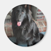 Belgische Hirte alias "The Black Wolf" Magnet (Vorne)