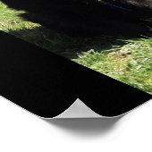 Belgische Hirte alias "The Black Wolf" Poster (Ecke)