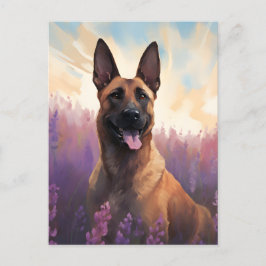 Belgische Malinois auf dem Lavendelmarkt Postkarte