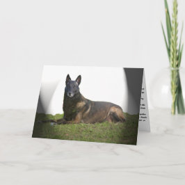 Belgische Malinois Sympathy Card Karte