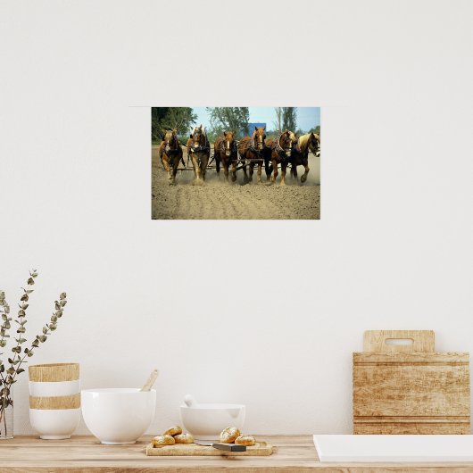 Belgische Pferde pflügen, sechs-up, Red Top Farm, Poster (Küche)