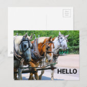 Belgische Pferde Postkarte (Vorne/Hinten)
