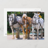 Belgische Pferde Postkarte (Vorne/Hinten)