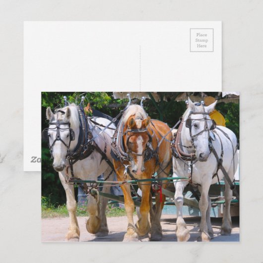 Belgische Pferde Postkarte (Vorne/Hinten)