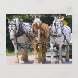 Belgische Pferde Postkarte
