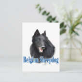 Belgische Schafname Postkarte (Stehend Vorderseite)