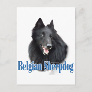 Belgische Schafname Postkarte