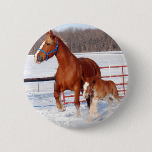 Belgische Stute und Stutenfohlen Button