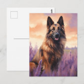 Belgische Tervuren im Lavendel-Feld Postkarte (Vorne/Hinten)