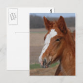 Belgischer Filz Postkarte (Vorne/Hinten)