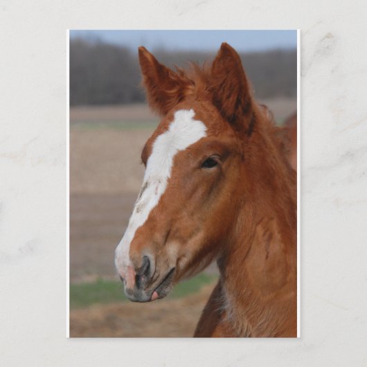 Belgischer Filz Postkarte (Vorderseite)