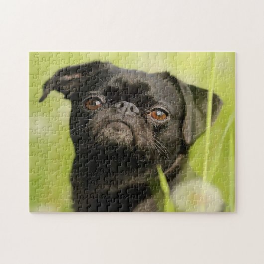 Belgischer Griffon Dog. Puzzle (Horizontal)