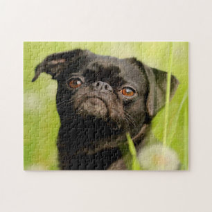 Belgischer Griffon Hund. Puzzle