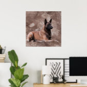 Belgischer Hirte von Malinois - Mechelaar Poster (Heimbüro)