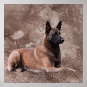 Belgischer Hirte von Malinois - Mechelaar Poster