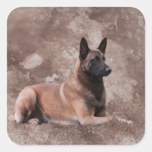 Belgischer Hirte von Malinois - Mechelaar Quadratischer Aufkleber (Vorderseite)